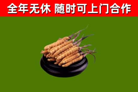 淄博市烟酒回收冬虫夏草.jpg